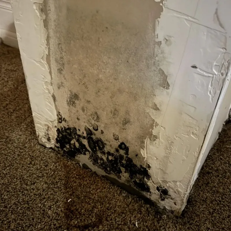Professional Mold Removal in Clinton County, IL